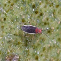 Hesperolabops gelastops