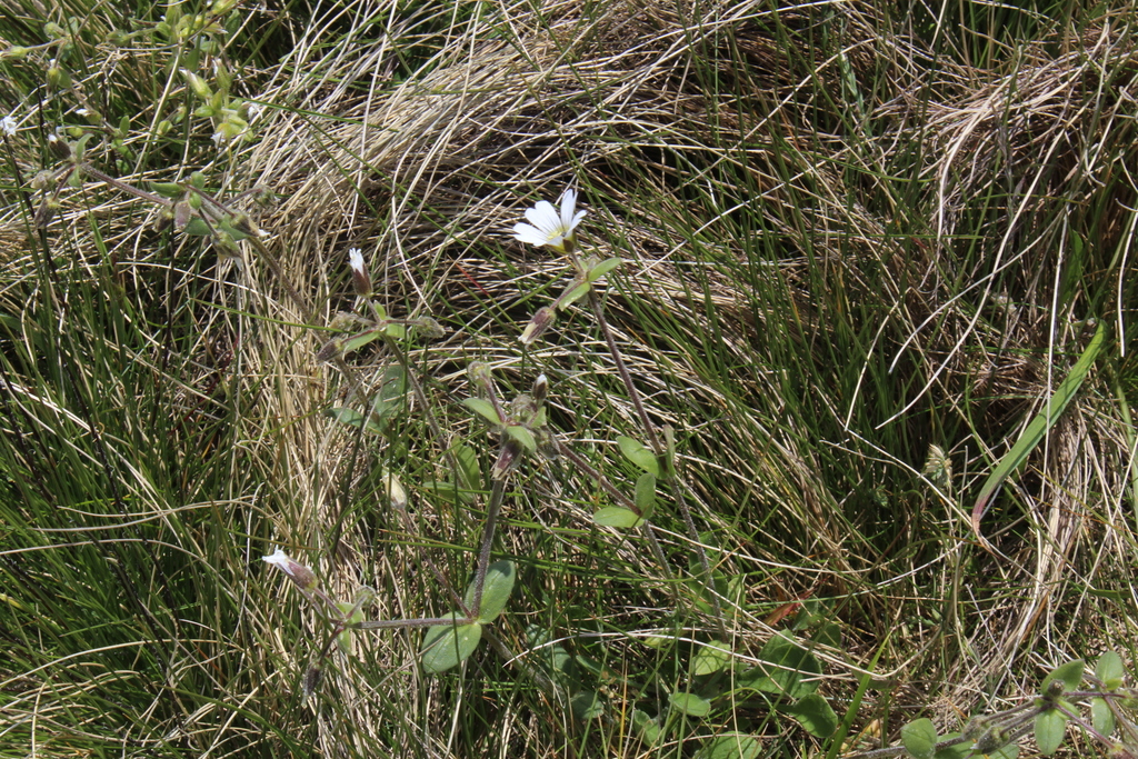 Cerastium purpurascens