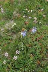 Veronica gentianoides