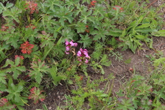 Pedicularis nordmanniana