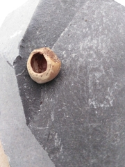 Muscardinus avellanarius