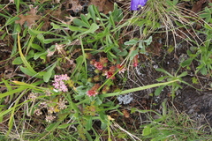 Sedum tenellum