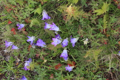 Campanula tridentata biebersteiniana