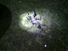 Mastigoproctus vandevenderi