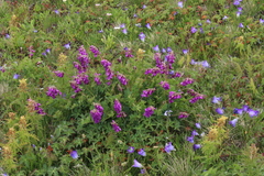 Hedysarum caucasicum