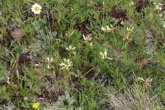 Trifolium polyphyllum