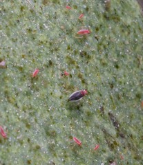 Hesperolabops gelastops