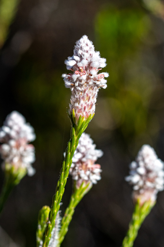 Spatalla ericoides E.Phillips