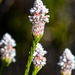 Spatalla ericoides - Photo (c) magriet b,  זכויות יוצרים חלקיות (CC BY-SA), הועלה על ידי magriet b