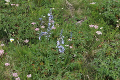Veronica gentianoides