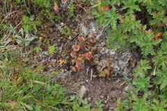 Sedum tenellum