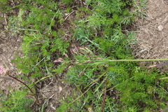 Catabrosella variegata