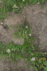 Catabrosella variegata