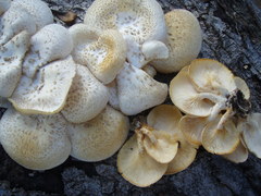 Lentinus squarrosulus