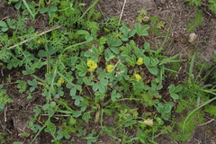 Sibbaldia parviflora