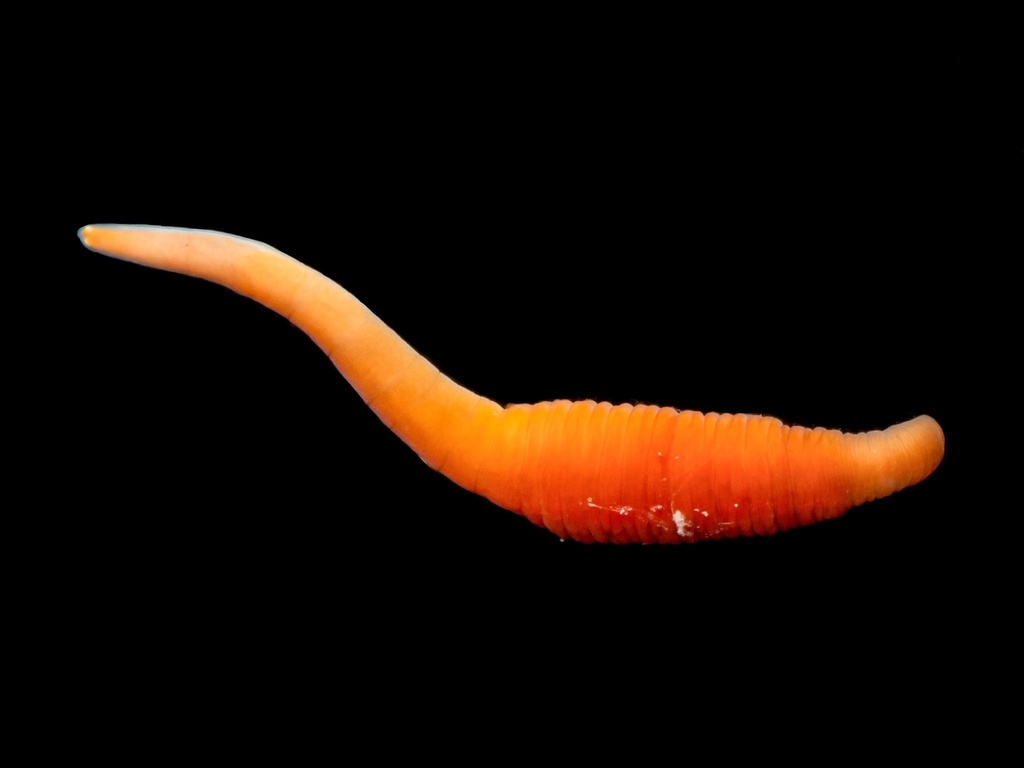 Zygeupolia rufa