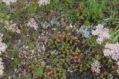 Sedum tenellum