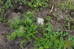 Corydalis conorhiza