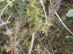 Phyllocladus trichomanoides