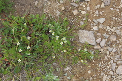 Pseudocherleria aizoides