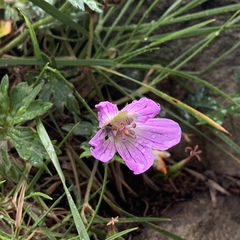 Geranium hayatanum