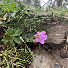 Geranium hayatanum