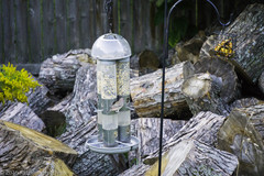 Haemorhous mexicanus