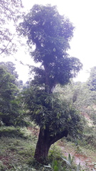 Humboldtia vahliana