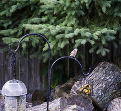 Haemorhous mexicanus