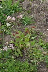 Rumex arifolius
