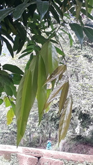 Humboldtia vahliana
