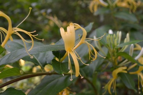 Japanese honeysuckle (Lonicera japonica)