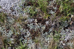 Antennaria caucasica