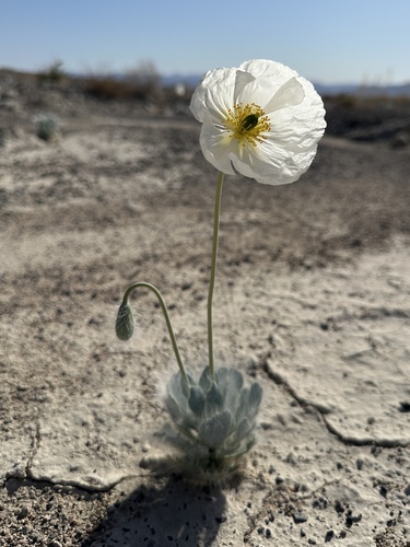Image of White Bear Poppy (Arctomecon merriamii) by (c) Matt Berger, some rights reserved (CC BY)