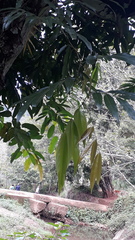 Humboldtia vahliana