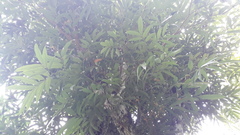 Humboldtia vahliana