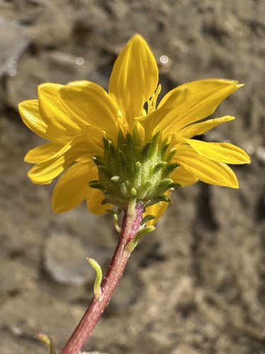 Image of Ash Meadows Gumplant (Grindelia fraxinipratensis) by (c) Matt Berger, some rights reserved (CC BY)