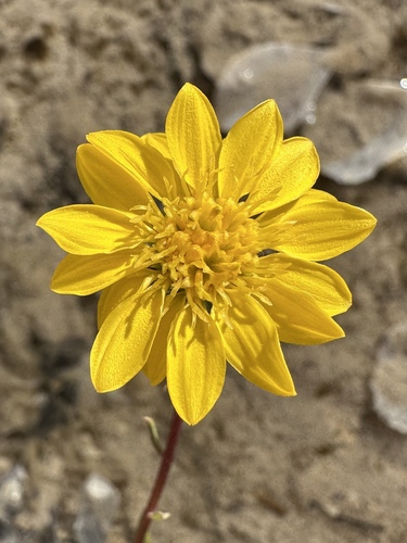 Image of Ash Meadows Gumplant (Grindelia fraxinipratensis) by (c) Matt Berger, some rights reserved (CC BY)
