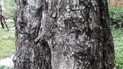 Humboldtia vahliana