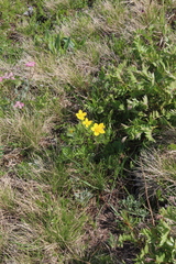 Anemonastrum speciosum