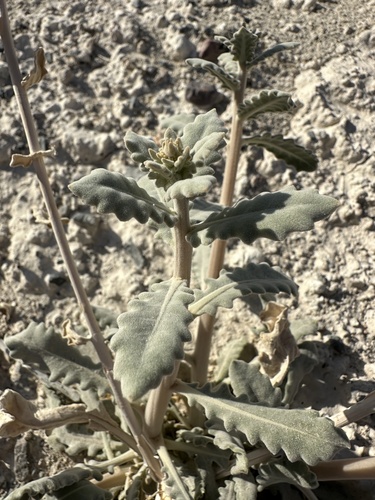 Image of Ash Meadows Blazing Star (Mentzelia leucophylla) by (c) Matt Berger, some rights reserved (CC BY)