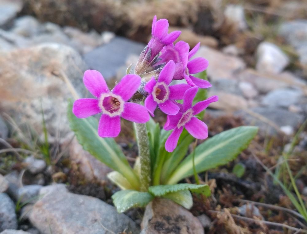 Primula tschuktschorum