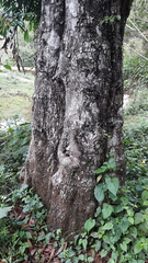 Humboldtia vahliana
