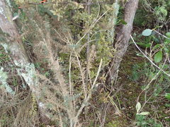 Phyllocladus trichomanoides