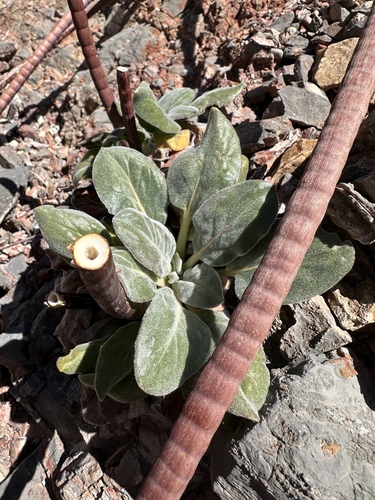 Image of Eriogonum intrafractum by (c) Matt Berger, some rights reserved (CC BY)