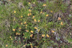 Anthyllis vulneraria boissieri