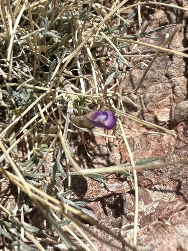 Image of Astragalus panamintensis by (c) Matt Berger, some rights reserved (CC BY)