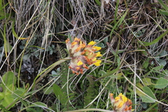 Anthyllis vulneraria boissieri