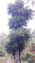 Humboldtia vahliana