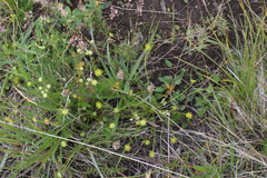 Chamaesciadium acaule